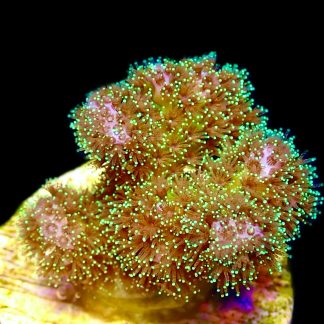 WYSIWYG 7i Sparkling Tinsel Pocillopora