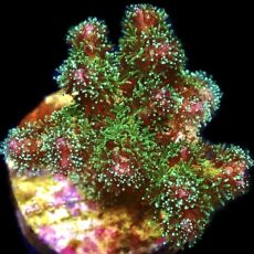 WYSIWYG 7C Sparkling Tinsel Pocillopora