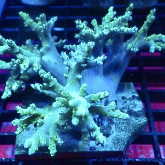 WYSIWYG Neon Finger Leather Soft Coral Colony A1