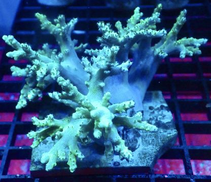WYSIWYG Neon Finger Leather Soft Coral Colony A1