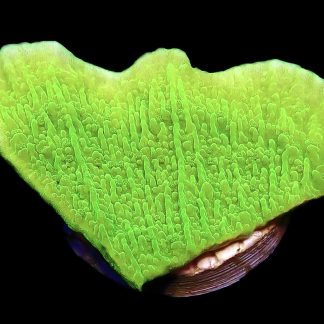 WYSIWYG M32 Toxic Lime Plating Montipora