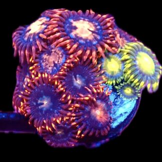 WYSIWYG Zoanthid Frag C18