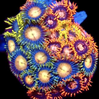 WYSIWYG Zoanthid Frag C24