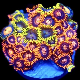 WYSIWYG Zoanthid Frag C29