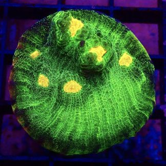 WYSIWYG 30G  Raja Rampage Chalice Frag Large