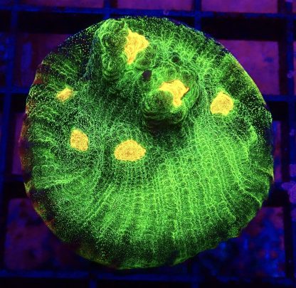 WYSIWYG 30G  Raja Rampage Chalice Frag Large