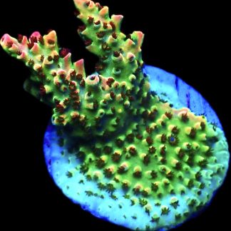WYSIWYG 18G Bill Murray Acropora Frag