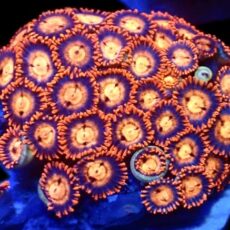 M.O.C Midnight Flare Zoanthid 15+ Polyps