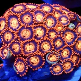 M.O.C Midnight Flare Zoanthid 15+ Polyps