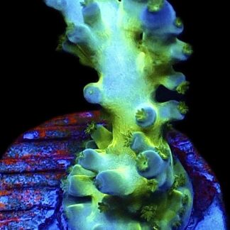WYSIWYG 19i Violet Venom Acropora Frag