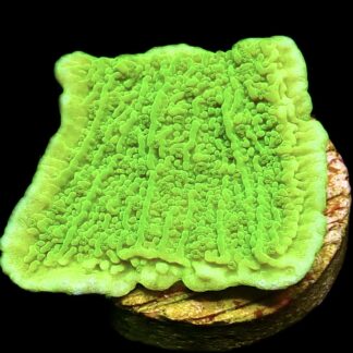 WYSIWYG 23D Toxic Lime Plating Montipora