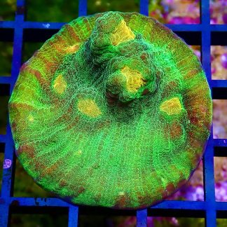 WYSIWYG 35B Raja Rampage Chalice Frag Large