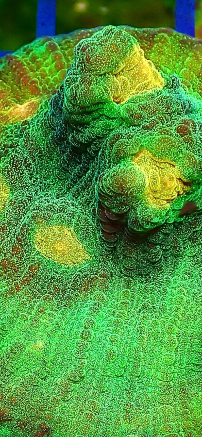 WYSIWYG 35B Raja Rampage Chalice Frag Large - Image 2