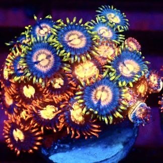 WYSIWYG Zoanthid Frag M51