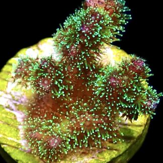 WYSIWYG 19C Sparkling Tinsel Pocillopora