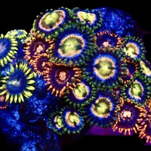 WYSIWYG Zoanthid Frag C24