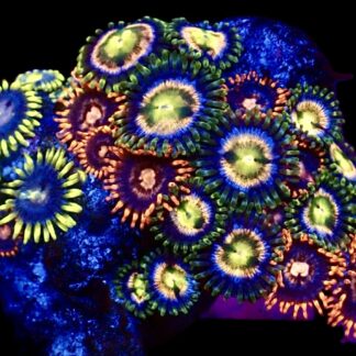 WYSIWYG Zoanthid Frag C24
