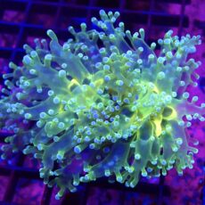 WYSIWYG Atomic Glow Frogspawn 4