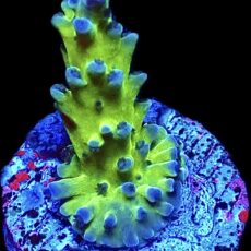 WYSIWYG 16C Violet Venom Acropora Frag