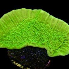 WYSIWYG 11E Toxic Lime Plating Montipora