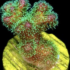 WYSIWYG 21C Sparkling Tinsel Pocillopora