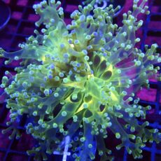 WYSIWYG Atomic Glow Frogspawn 4