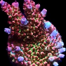 WYSIWYG 18G Bill Murray Acropora Frag