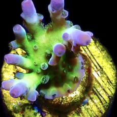 WYSIWYG 10G Acropora Frag