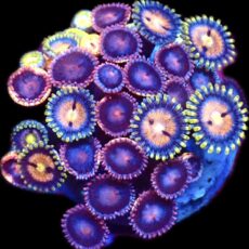 WYSIWYG Zoanthid Frag C24