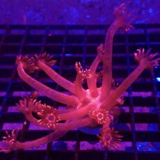 WYSIWYG Blazing Inferno Long Polyped Goniopora Frag 23