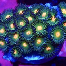WYSIWYG Zoanthid Frag C32