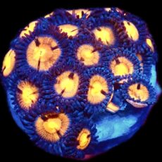 WYSIWYG Zoanthid Frag C32