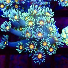 WYSIWYG 33B Purple Sunset Goniopora Frag (20+ Polyps)