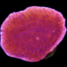 WYSIWYG 13D Purple Plating Montipora Frag Large