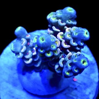 WYSIWYG 16F Acropora Tenius