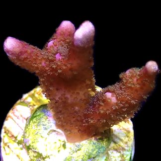 WYSIWYG 14J Purple Montipora Digitata