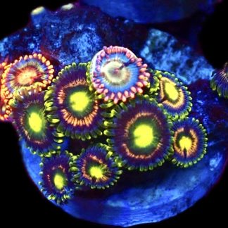 WYSIWYG Zoanthid Frag C5
