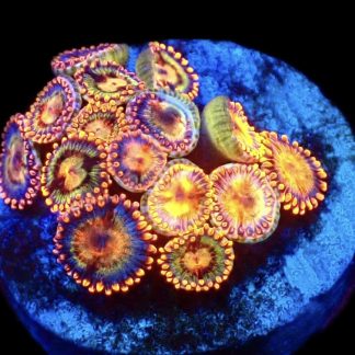 WYSIWYG Zoanthid Frag C8