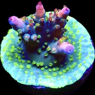 WYSIWYG 12G Berries And Cherries Acropora Frag    ***NEW***