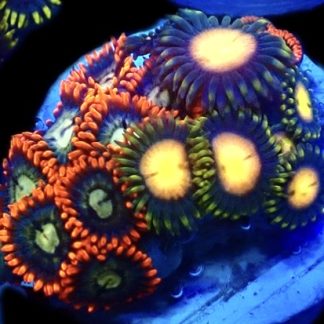 WYSIWYG Zoanthid Frag R9