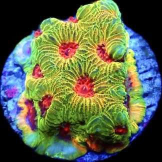 WYSIWYG 17L Fascination Favia Frag