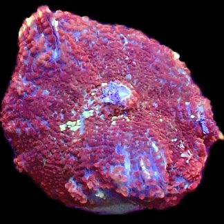 WYSIWYG 32H Redcurrant Bullseye Mushroom