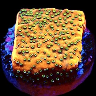 WYSIWYG 10J Gold Rush Montipora Frag