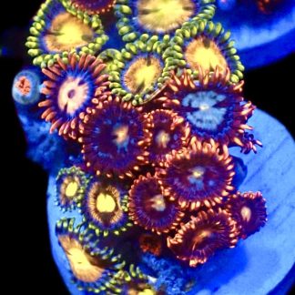 WYSIWYG Zoanthid Frag C32
