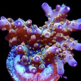 WYSIWYG 10H Purple Rain Acropora Frag