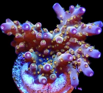 WYSIWYG 10H Purple Rain Acropora Frag