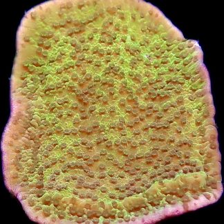 WYSIWYG 22C M.O.C. Pink Rim/Purple Polyped Plating Montipora Capricornis