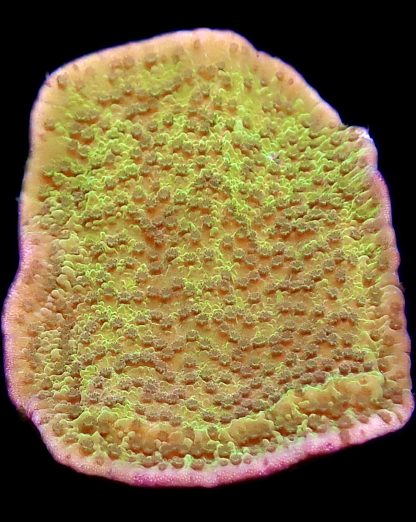 WYSIWYG 22C M.O.C. Pink Rim/Purple Polyped Plating Montipora Capricornis