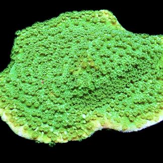 WYSIWYG 23A Bright Green Goblin Montipora Frag Large