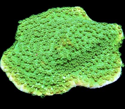 WYSIWYG 23A Bright Green Goblin Montipora Frag Large